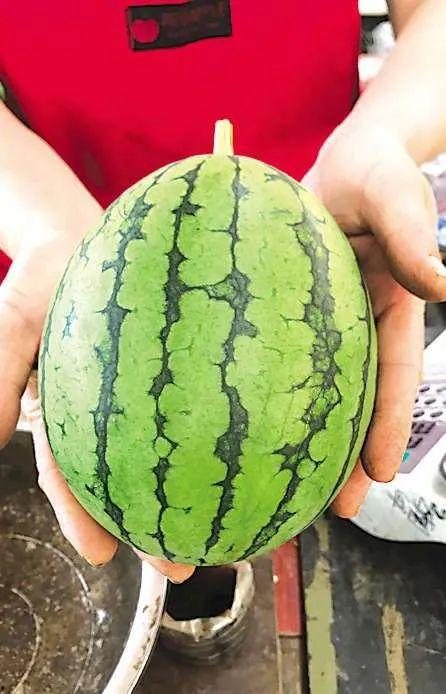 吃瓜青岛网红,瓜田里的那些事儿