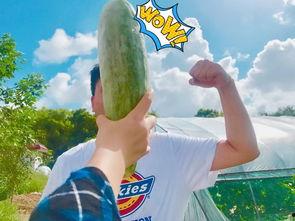 网红屁小六吃瓜爆料,娱乐圈惊天大瓜揭秘