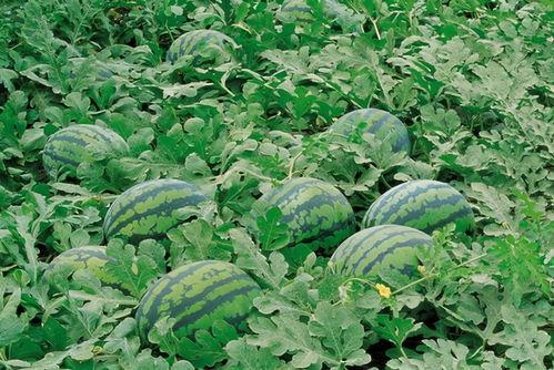 17吃瓜爆料官网入口