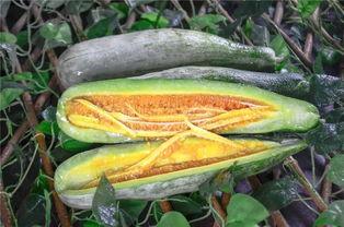 缅甸网红吃瓜,揭秘网红圈幕后故事