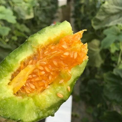 吃瓜网红头像高清图,揭秘网红头像背后的高清魅力