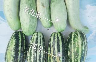 网红吃瓜 视频网站,揭秘热门视频网站幕后故事